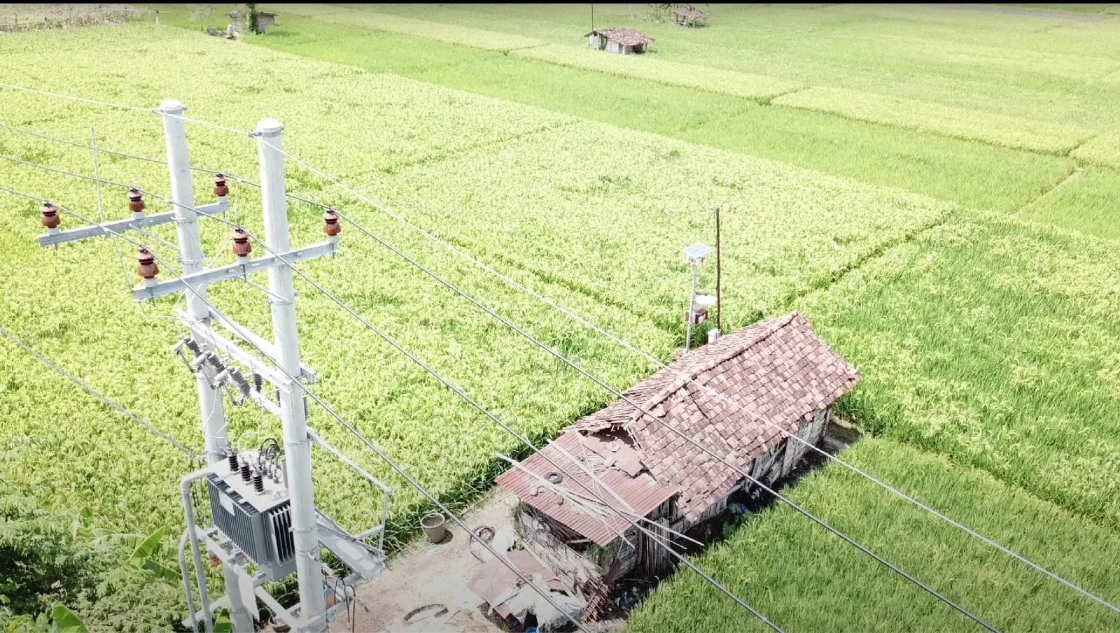 Program Electrifying Agriculture (EA) besutan PT PLN (Persero) terus memberikan dampak positif bagi pertanian di Tanah Air.