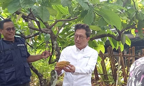 Maqin Norhadi, Direktur Pelaksana Pengembangan Bisnis LPEI, memperlihatkan buah kakao yang diproduksi di Desa Nglanggeran, Gunung Kidul, Yogyakarta dalam rangkaian acara Press Tour Kemenkeu, Kamis, 2 Mei 2024.