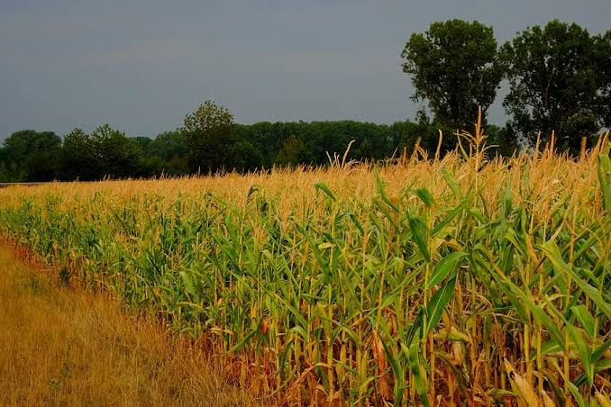 Sulap Lahan Eks-Tambang Jadi Ladang Jagung, Desa Embalut Berlimpah Panen