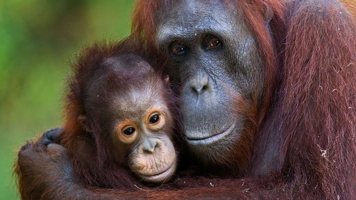 Orang utan (wwf.id)