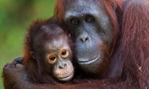 Orang utan (wwf.id)