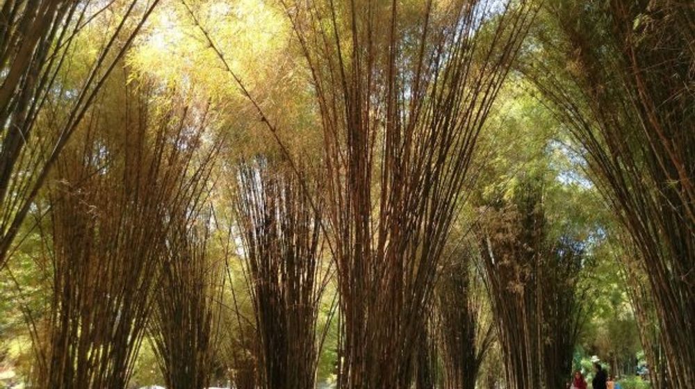 Hutan Bambu Keputih.jpg