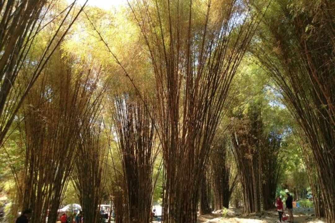Hutan Bambu Keputih (AUFARELQOFADI/TRIPADVISOR)