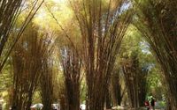 Hutan Bambu Keputih.jpg