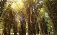 Hutan Bambu Keputih (AUFARELQOFADI/TRIPADVISOR)