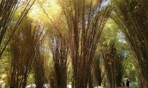 Hutan Bambu Keputih (AUFARELQOFADI/TRIPADVISOR)