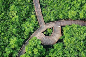 Hutan Mangrove Wonorejo.png