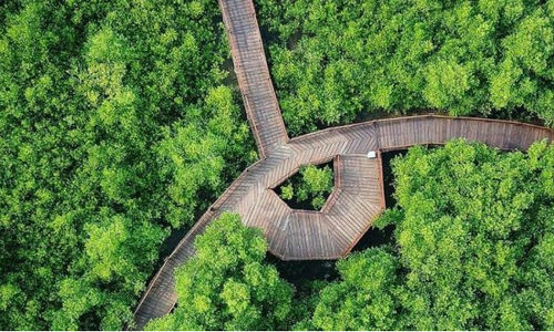 Hutan Mangrove Wonorejo (bafageh)