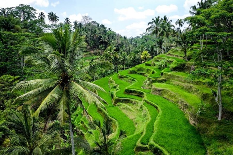 Tegalalang Rice Terrace.