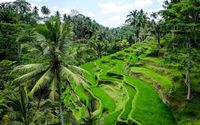 Tegalalang Rice Terrace. (theworldtravelguy)