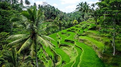 Tegalalang Rice Terrace.