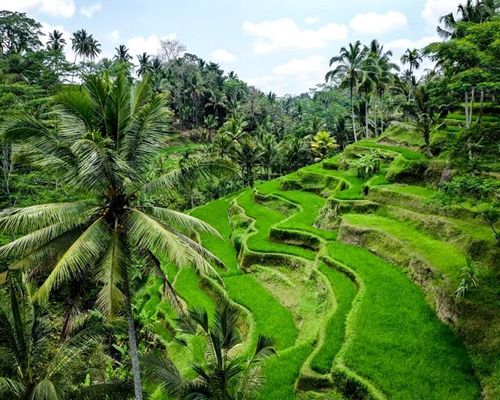 Tegalalang Rice Terrace.