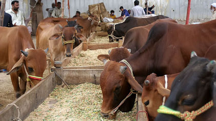 Sapi kurban di Pakistan.