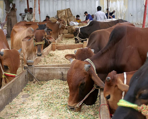 Sapi kurban di Pakistan.