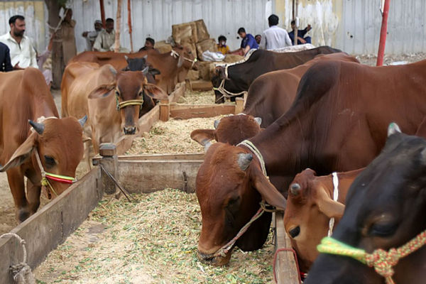 Sapi kurban di Pakistan.