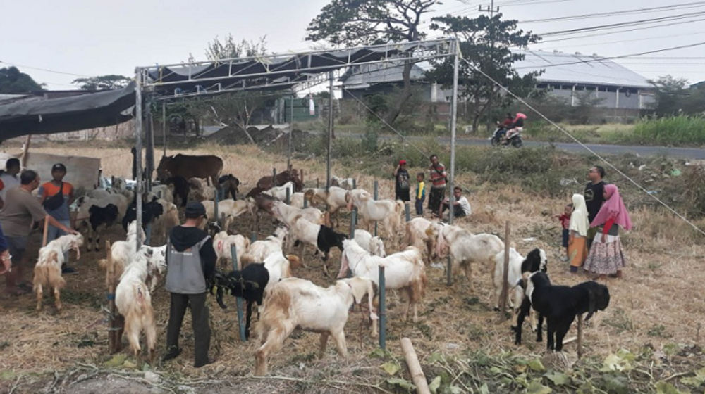 Sapi dan Kambing Dijual untuk Iduladha di Indonesia.