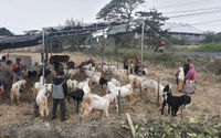 Sapi dan Kambing Dijual untuk Idul Adha di Indonesia.