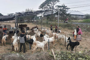 Sapi dan Kambing Dijual untuk Iduladha di Indonesia.
