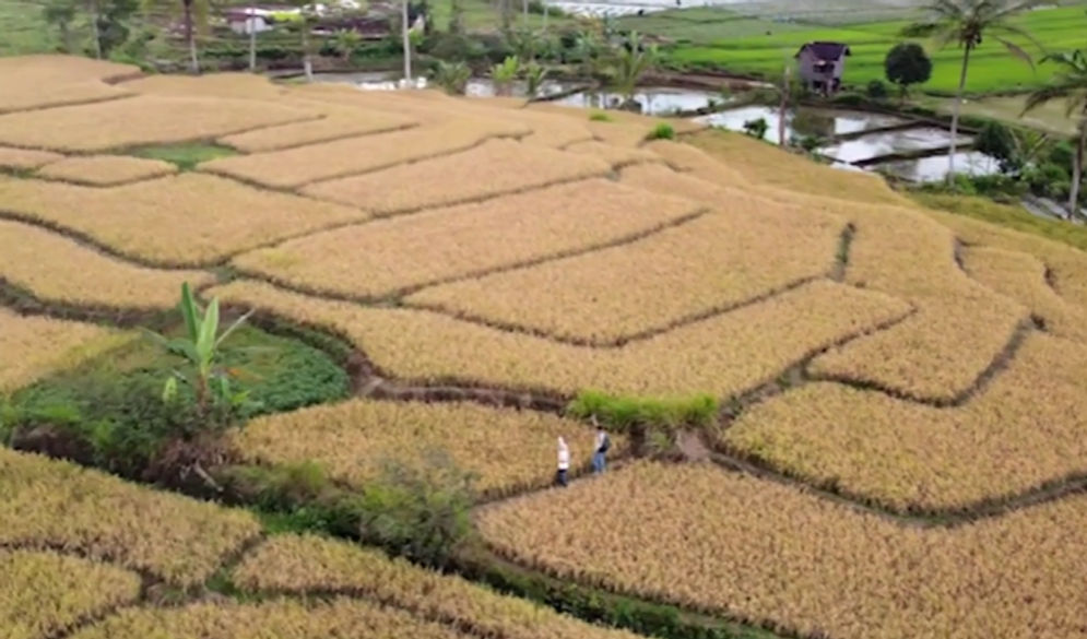 Ilustrasi sawah di Sumsel