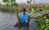 Penanaman-mangrove-di-Tambakrejo-750x422.jpg