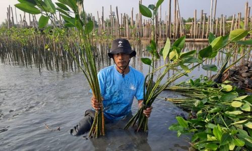 Penanaman-mangrove-di-Tambakrejo-750x422.jpg