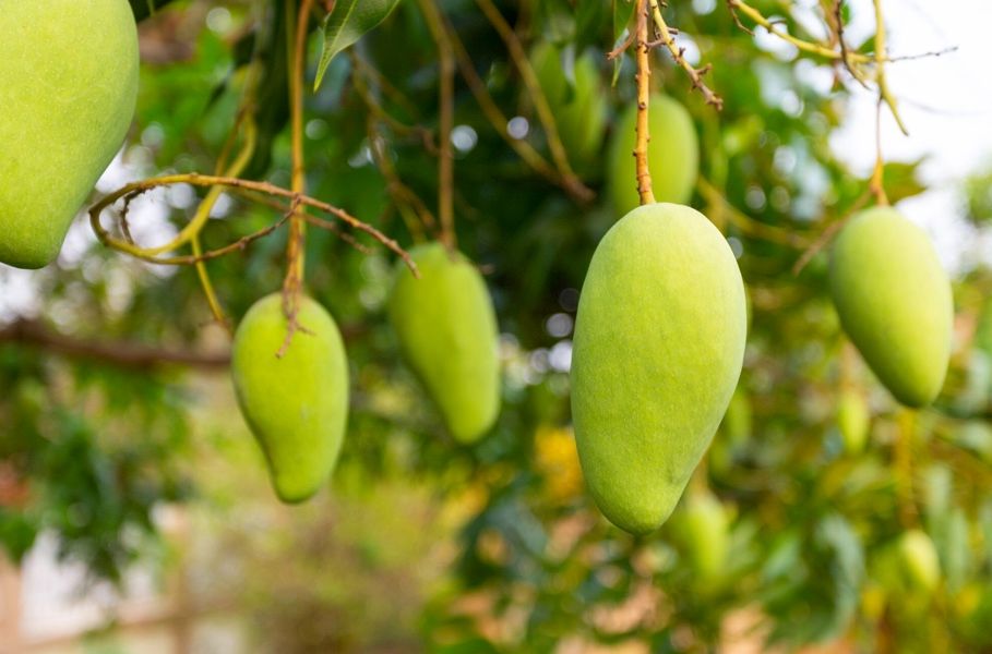 Terkesan Biasa Saja, 5 Makanan Ini Ternyata Bisa Beracun Saat Anda Konsumsi