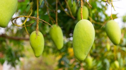 Terkesan Biasa Saja, 5 Makanan Ini Ternyata Bisa Beracun Saat Anda Konsumsi