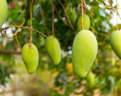 Terkesan Biasa Saja, 5 Makanan Ini Ternyata Bisa Beracun Saat Anda Konsumsi