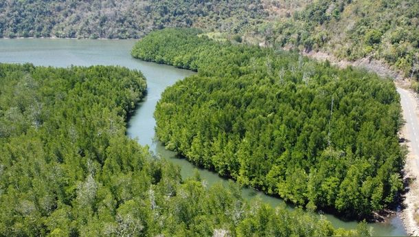 Menikmati  Keindahan Hutan Mangrove Dusun Rangko, Kecamtan Komodo, Sambil Mengayuh Kayak