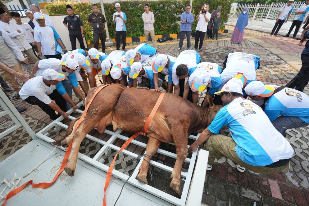 PT PGN Tbk selaku Subholding Gas Pertamina melaksanakan penyembelihan, pemotongan dan pembagian hewan qurban pada Hari Raya Idul Adha 1445 H yang jatuh pada hari Senin (17/6/2024). 