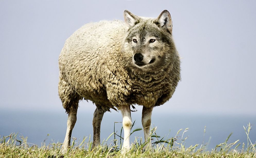 wolf-in-sheeps-clothing-2577813_960_720.jpg