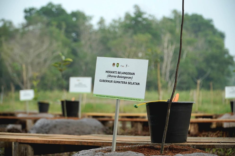 Pemprov Sumsel:  Groundbreaking Pembangunan Taman Rawa Pertama di Indonesia