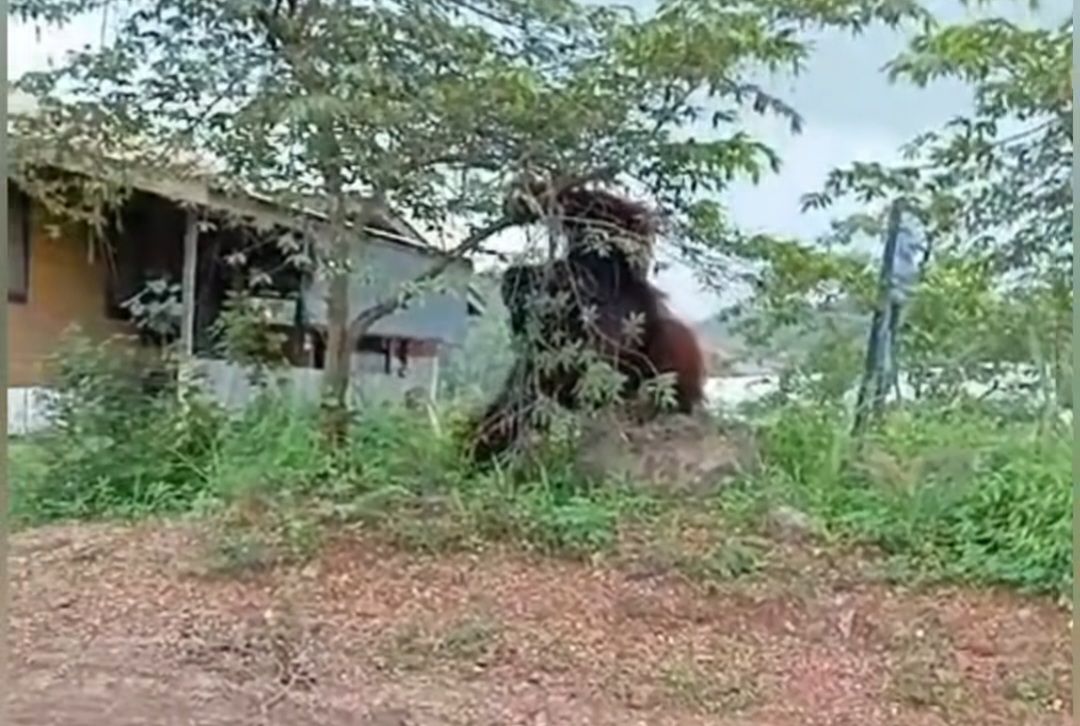 Penampakan orangutan di samping rumah warga.