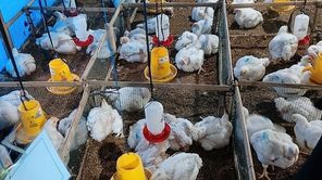 Mahasiswa UGM Ciptakan Aditif Peningkat Pertumbuhan Ayam Broiler dari Daun Sirih Hijau