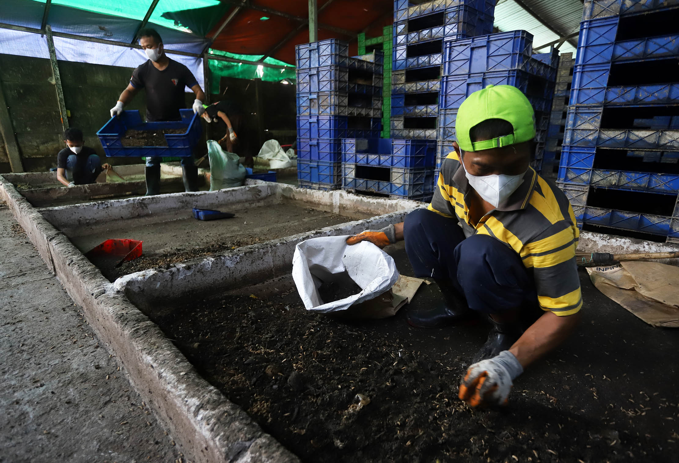 Nampak pekerja sedang memantau perkembangan larva maggot di tempat budi daya maggot di produksi Magalarva Gunung Sindur, Bogor, Jawa Barat. 23 Juli 2024. Foto : Panji Asmoro/TrenAsia