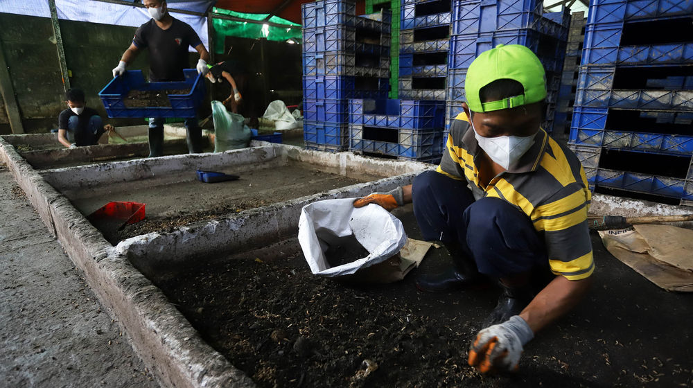 Budidaya Maggot Bogor - Panji 1.jpg
