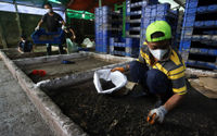 Nampak pekerja sedang memantau perkembangan larva maggot di tempat budi daya maggot di produksi Magalarva Gunung Sindur, Bogor, Jawa Barat. 23 Juli 2024. Foto : Panji Asmoro/TrenAsia