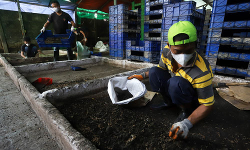 Nampak pekerja sedang memantau perkembangan larva maggot di tempat budi daya maggot di produksi Magalarva Gunung Sindur, Bogor, Jawa Barat. 23 Juli 2024. Foto : Panji Asmoro/TrenAsia