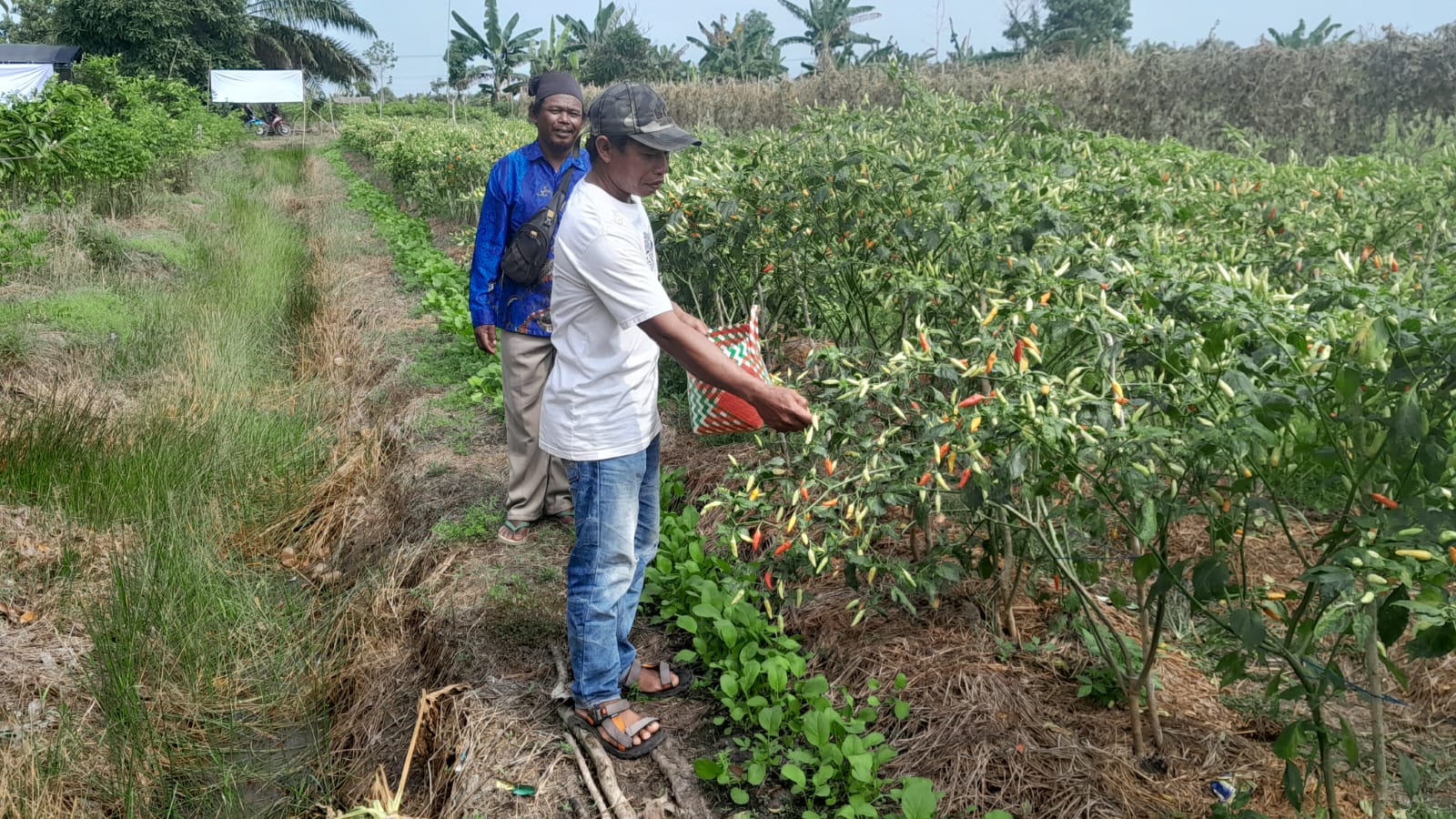 Petani Barito Kuala mengembangkan pertanian yang ramah lingkungan tanpa membakar lahan (Foto : Ahmad Husaini)