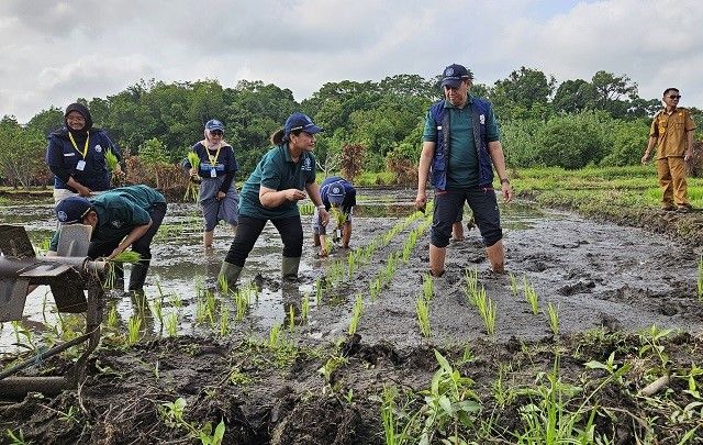 Dukung Kedaulatan Pangan, UGM Tanam Padi Gamagora di Pulau Enggano