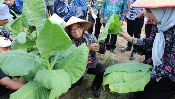 Pj. Gubernur Samsudin Panen Tembakau dan Serahkan Bantuan Pupuk di Lampung Timur