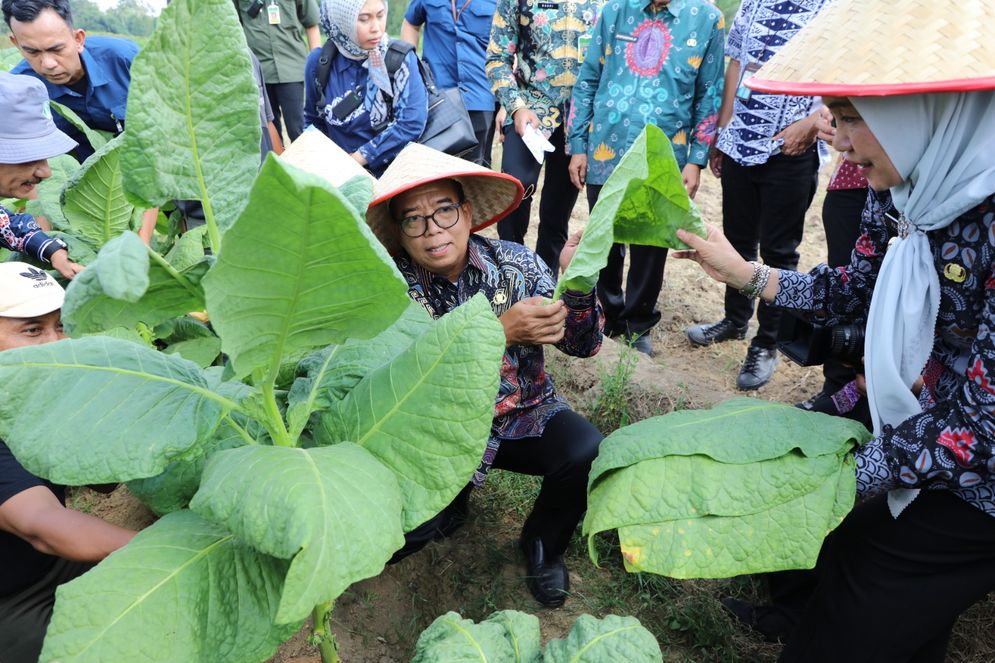 Penjabat Gubernur Lampung, Samsudin, melakukan panen tembakau di Desa Tambah Luhur, Kecamatan Purbolinggo, Lampung Timur, pada Kamis (15/8/2024).