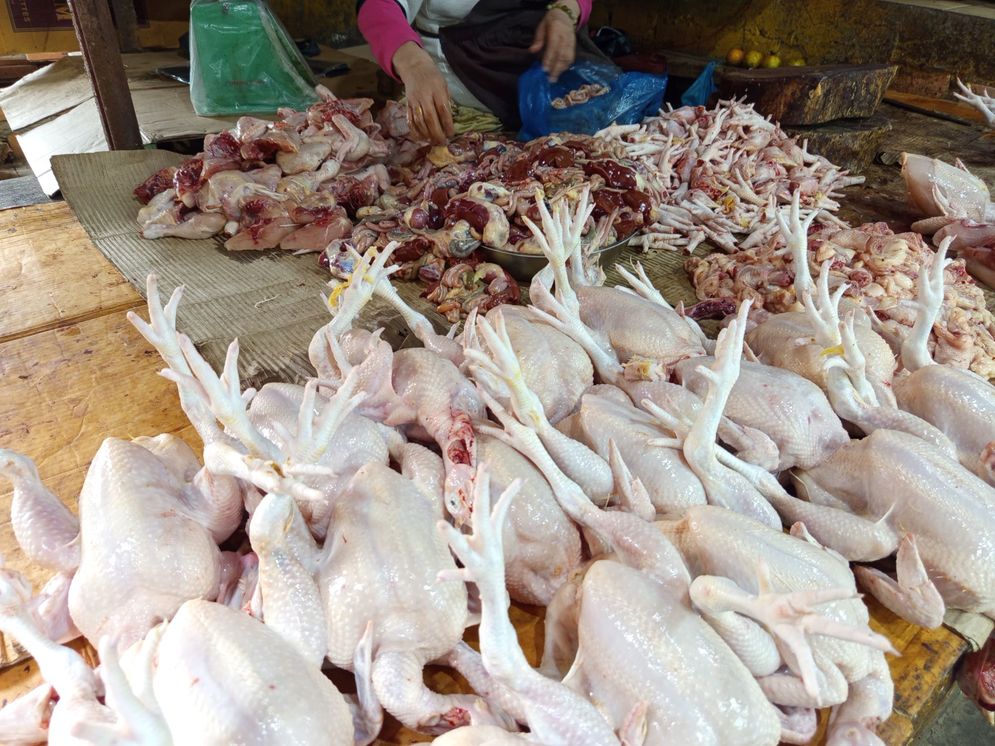 harga ayam naik