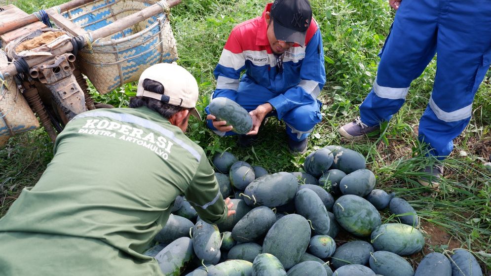 PGN Pagardewa Dorong Petani Karet Terapkan Wanatani, Tanam Semangka dan Cabai