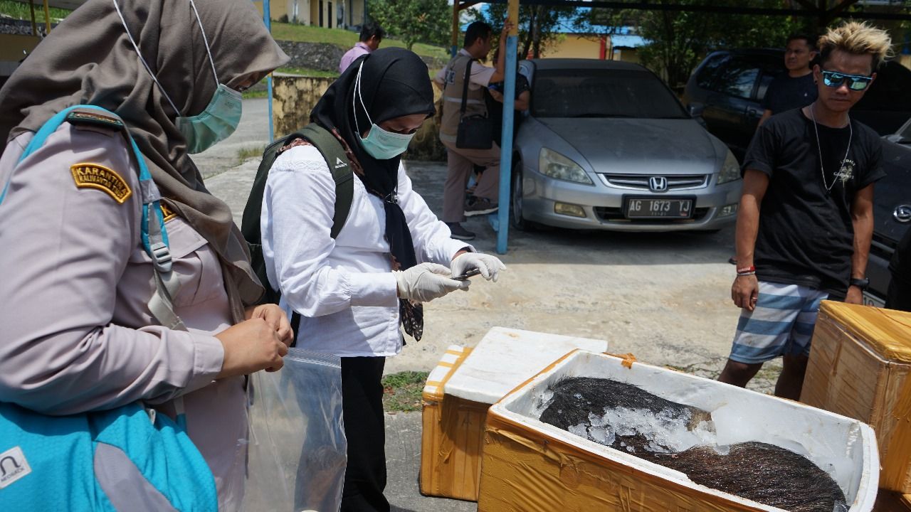 Setengah Ton Daging Ilegal dari Palu Dimusnahkan