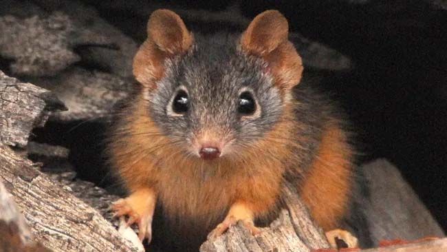 Antechinus.jpg