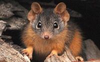 Antechinus.jpg