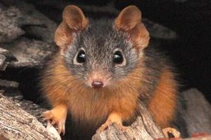 Antechinus.jpg