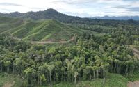 Guru Besar IPB: Hutan Harus Dimanfaatkan untuk Memakmurkan Masyarakat