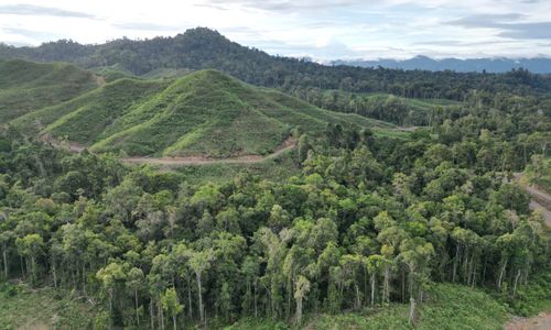 Guru Besar IPB: Hutan Harus Dimanfaatkan untuk Memakmurkan Masyarakat